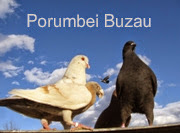  Porumbei Buzau 