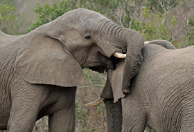 Wildlife Photos of Elephant's Fight (Mala Mala, South Africa) Wildlife Photos of Elephant's Fight (Mala Mala, South Africa)