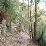 Ancient grass trees in Watagan State Forest (362651)