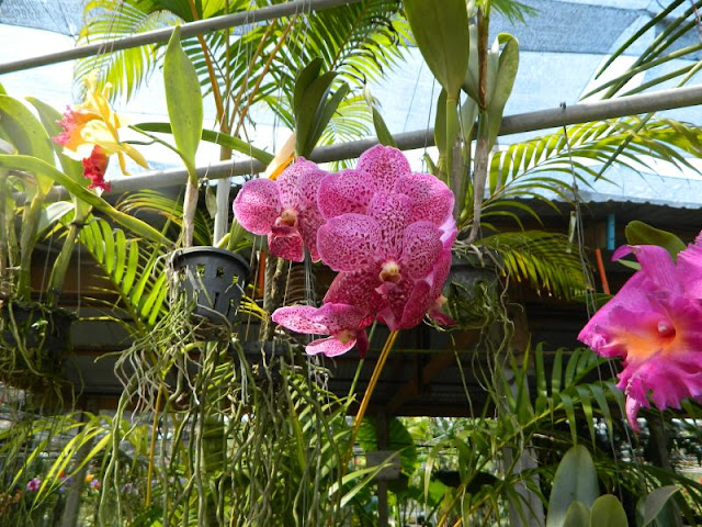 Орхидеи и прочая красота на о. Пхукет - Страница 16 DSCN0109