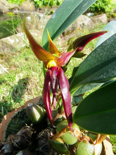 Bulbophylum nymphopolitanum IMGP6223