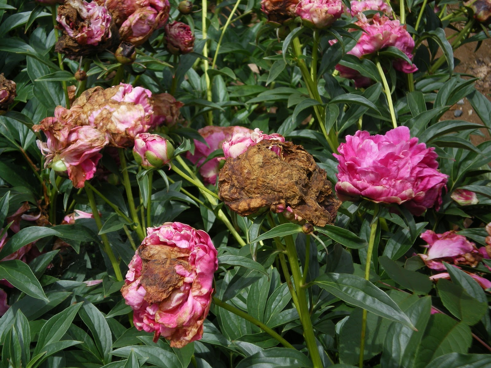 Does Peony Bloom All Summer - do any peonies bloom all summer
