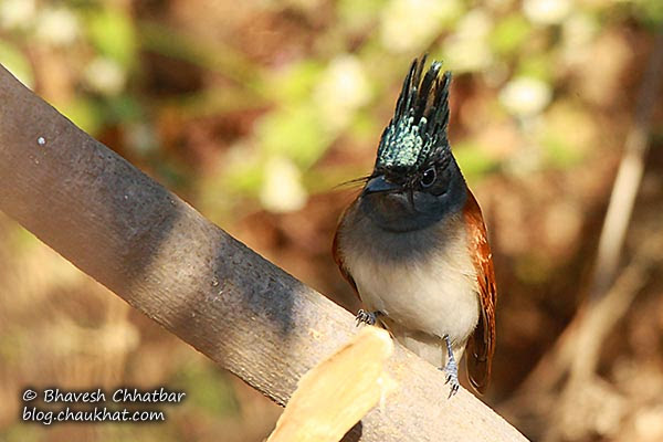 Asian Paradise Flycatcher with its shining crown