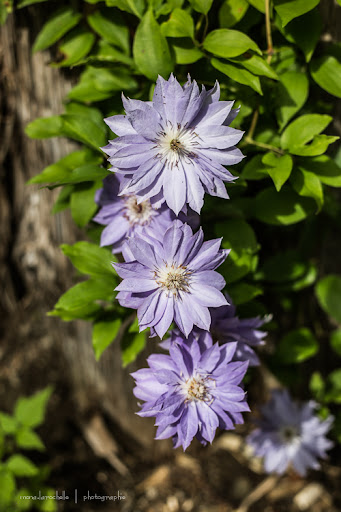 Clematis Teshio Clematis-teshio-130625-88rm