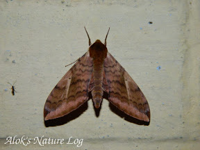 Sphingidae, Smerinthinae, Smerinthini, Clanidopsis exusta