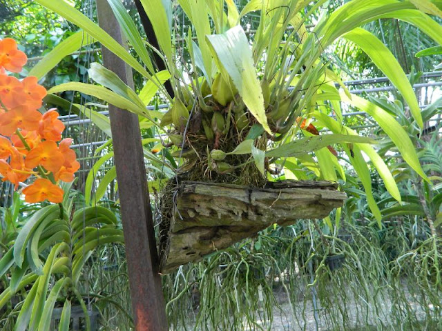 Орхидеи и прочая красота на о. Пхукет - Страница 16 DSCN0117