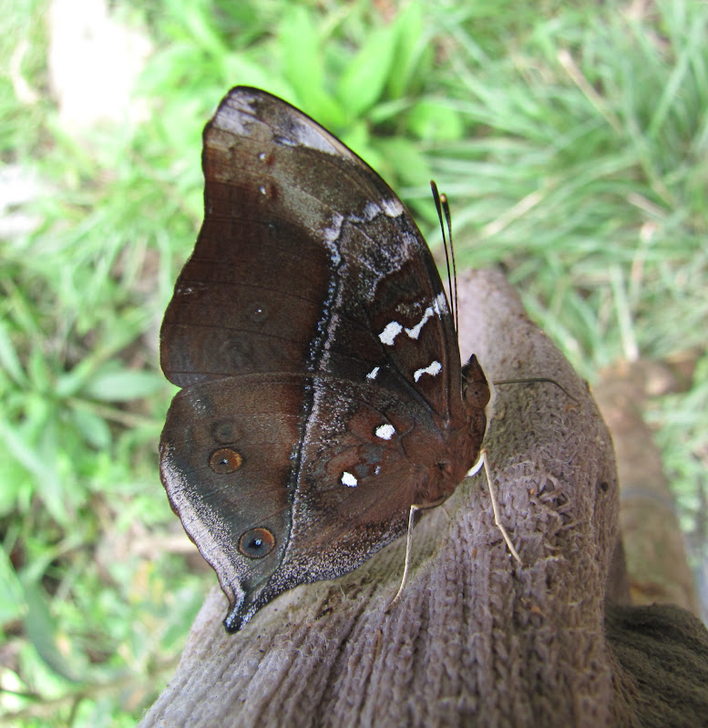 Papillons de l'ile de Sumatra IMG_2877