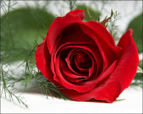 The Rose The Rose