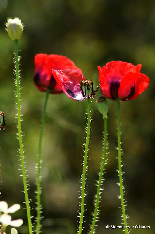 Recordando outras pascoas