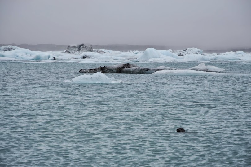 ISLANDIA POR LOSFRATI - Blogs de Islandia - JOKULSARLON GLACIER LAGOON (22)