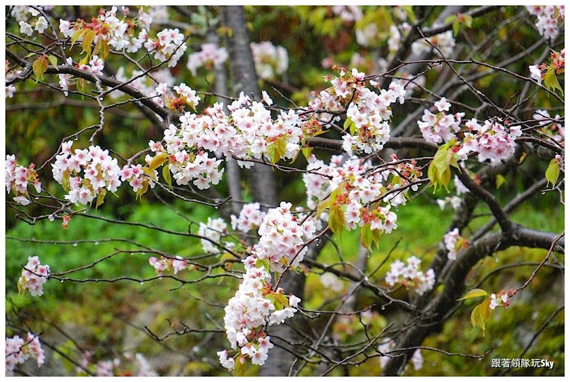 日本自由行景點推薦 – 一年四季都好看【京都大原 三千院】