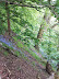 Bluebells on the hillside near Ditchingham Lodge