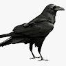 Profile User Image