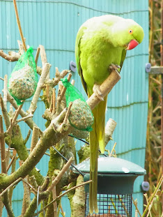 des perruches à collier dans mon jardin R0020006+BIS