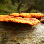 Fungus near Tunks Ridge Rest area (326996)