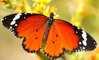 Mariposa de color anaranjado con negro y blanco Mariposa de color anaranjado con negro y blanco