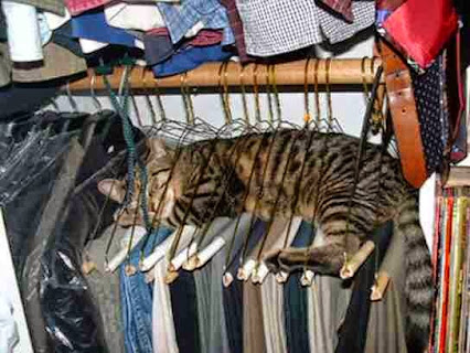 closet%2Bcat.jpg