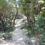 Track to Nerang Viewpoint (305747)