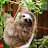 Abigail The Sloth