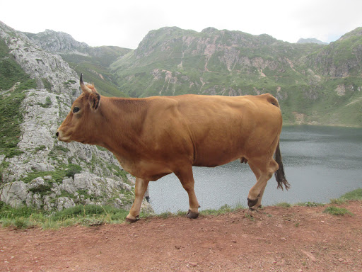 Lagos de Saliencia