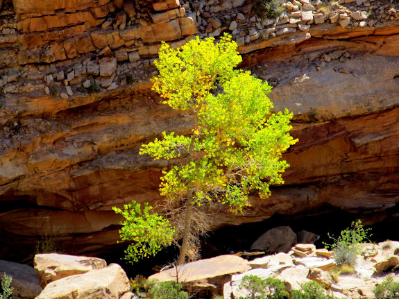 Glowing tree