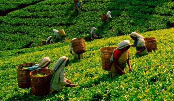 Indian Tea Industry Records in Highest Production