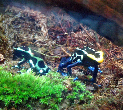 texas state aquarium poison arrow frog