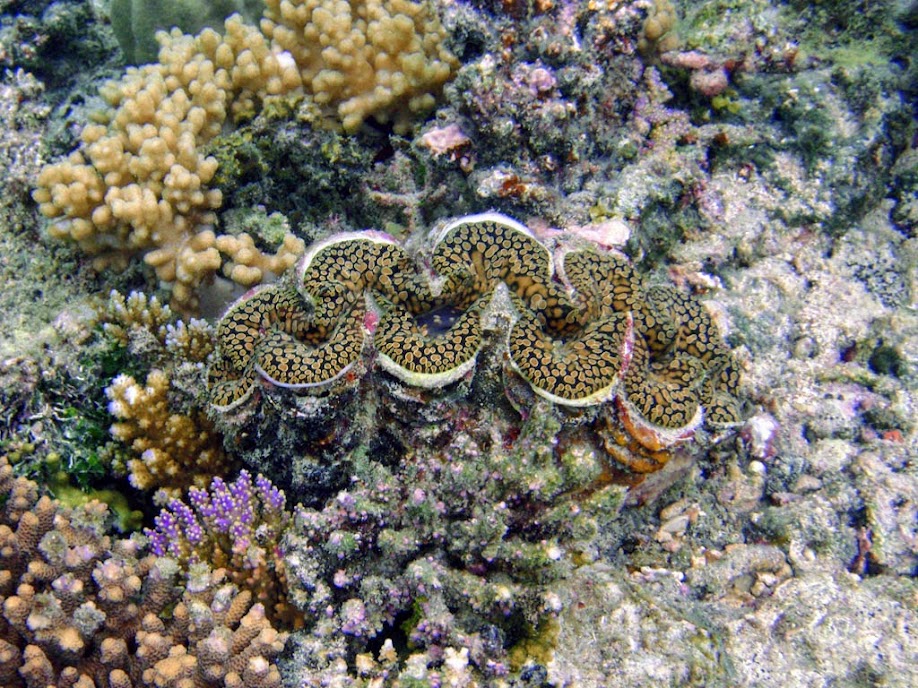 Tridacna maxima (maxima clam), Naigani Island, Fiji.