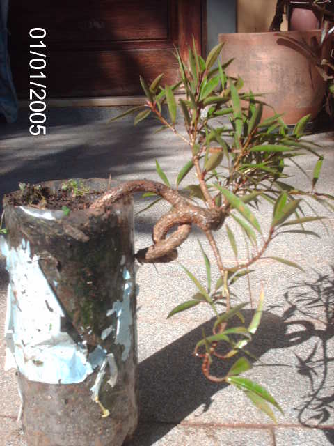 Ficus Nerifolia, Uma raiz de 1,5 anos... PICT0824