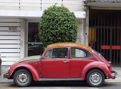 The Mexican beetle