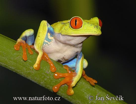 வனவிலங்குகளின் வியப்பூட்டும் கண்கள் (புகைப்படங்கள்)  Red-eyed-tree-frog