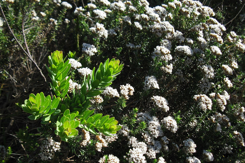 2010090019cape.JPG