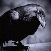 К чему снится черная ворона?