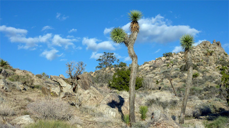 Joshua Tree National Park California Campgrounds