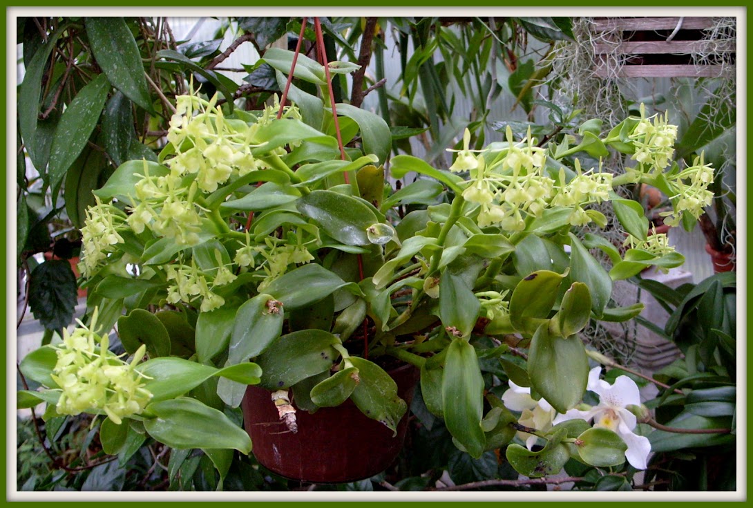 Epidendrum difforme S1052851