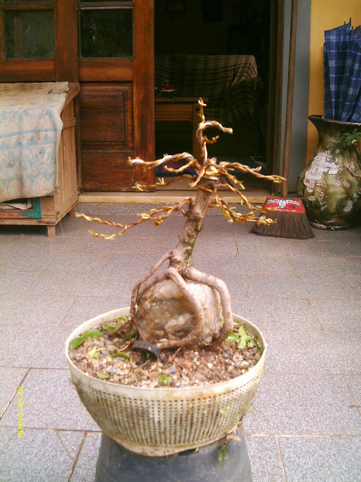 Ficus Microcarpa , Raiz sobre pedra... IMAG0105