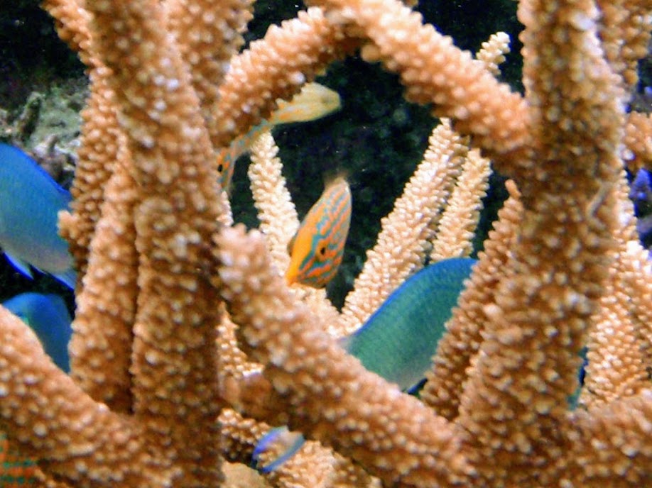 Oxymonacanthus longirostris (Orangespotted Filefish), Naigani Island, Fiji.