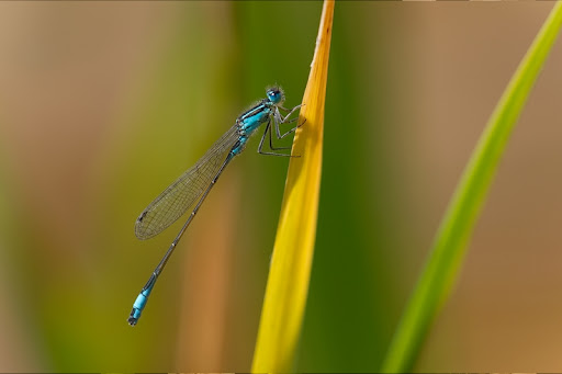 Tamron 180 focale fixe DSC_0013