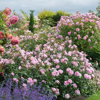 Một khóm hoa hồng Scepter'd Isle rose khổng lồ. Ảnh từ trang web davidaustinroses