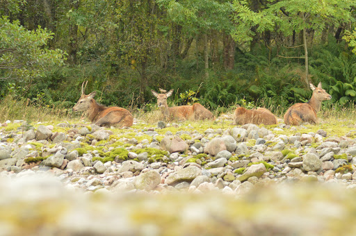 Red Squirrel Campsite Glencoe Scotland