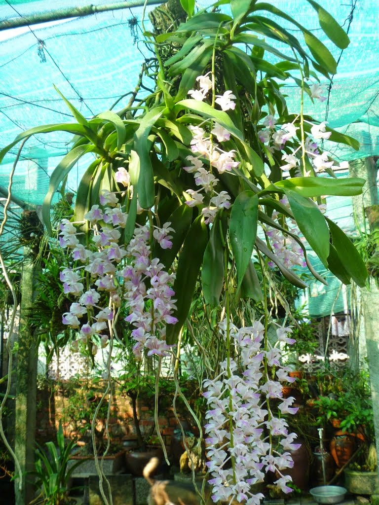 Giáng hương tam bảo sắc là loại lan rừng được ưa chuộng và trồng phổ biến tại Viêt Nam phù hợp nhiều kiểu khí hậu, hoa rất thơm