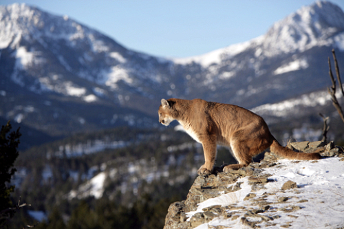 porcupine cougars personals Your moderator is a confirmed cougar i'm not on the prowl, so don't pm me about dating, camming, or sexy chatting this is a forum to trade success stories, frustrations, discuss cougar dating sites, worries, analyze cultural reactions, or just chat with fellow cougars and cubs. porcupine cougars personals Your moderator is a confirmed cougar i'm not on the prowl, so don't pm me about dating, camming, or sexy chatting this is a forum to trade success stories, frustrations, discuss cougar dating sites, worries, analyze cultural reactions, or just chat with fellow cougars and cubs.