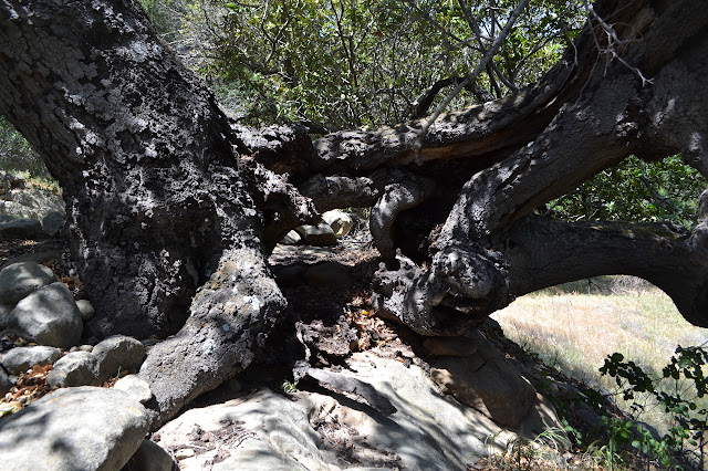 one deformed oak