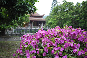 bush with purple and green leaves in front of Guanghua Temple in Putian, Fujian