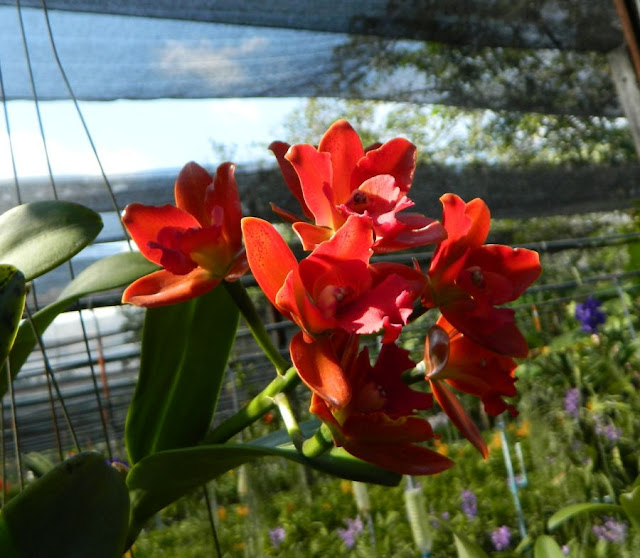 Орхидеи и прочая красота на о. Пхукет - Страница 17 DSCN0264