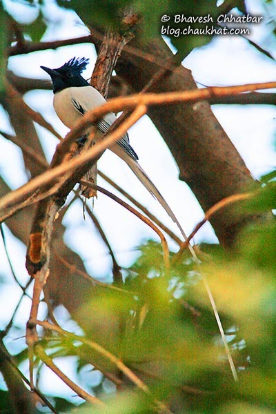 Long white tail of an Asian Paradise Flycatcher
