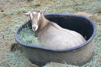 New Goat Owner Information