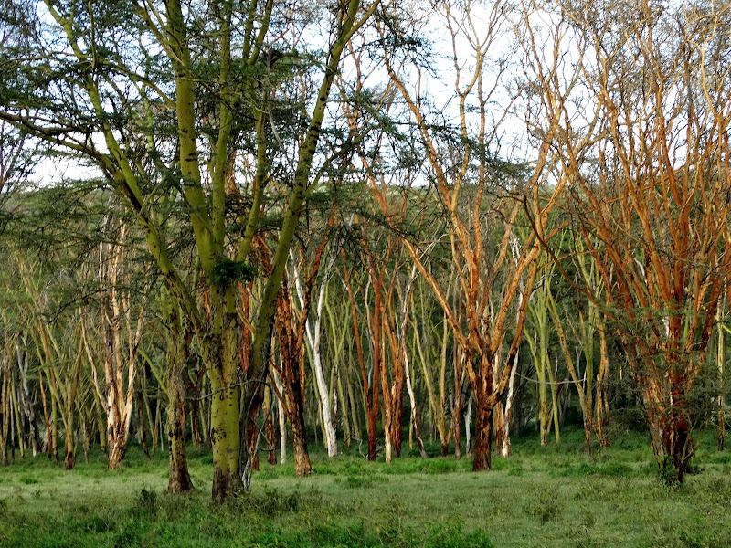 Заметки о животных. Путешествие по Кении и Танзании.