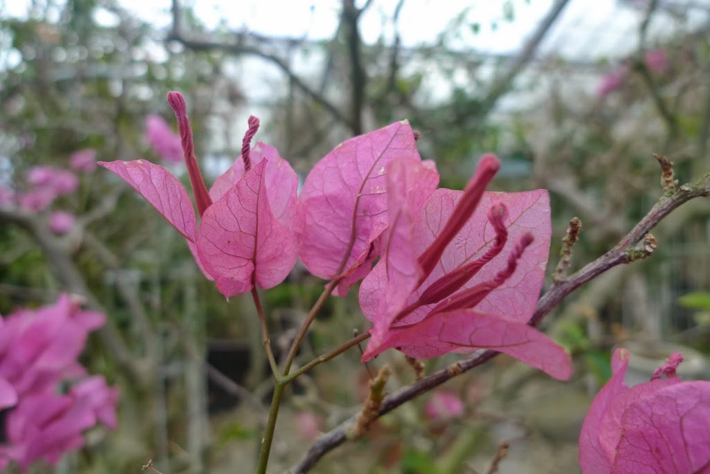 fleurs hakone