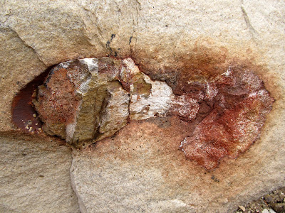 Dinosaur bone fossils at Fossil Point